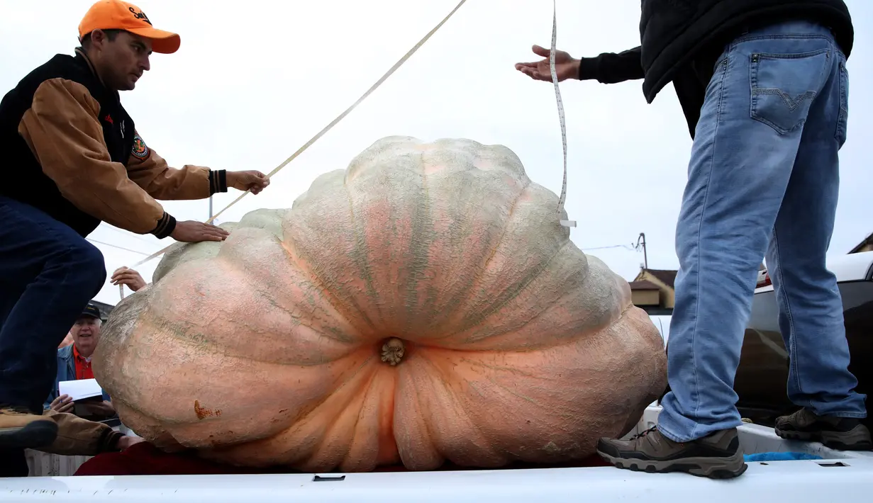 Para pekerja mengukur labu raksasa dalam lomba Safeway World Championship Pumpkin Weigh-Off di Half Moon Bay, California, Amerika Serikat, Senin (14/10/2019). Petani dari Napa, California, Leonardo Urena keluar sebagai juara dengan memboyong hadiah USD 15.225. (Justin Sullivan/Getty Images/AFP)