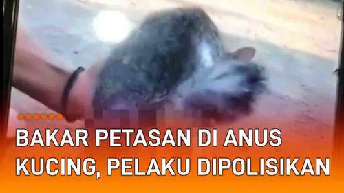 VIDEO: Nyalakan Petasan di Anus Kucing, Dua Pria Ditangkap