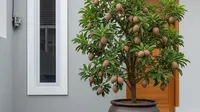 7 Pohon Buah Mini untuk Depan Rumah Minimalis Type 45, Bikin Suasana Makin Asri dan Produktif