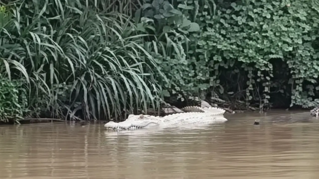 Penampakan buaya putih gegerkan warga di Lampung