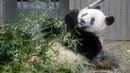 Panda raksasa Xiang Xiang terlihat dalam kandang pada hari pengamatan terakhir sebelum ia kembali ke China untuk selamanya di Kebun Binatang Ueno, Tokyo, Jepang, 19 Februari 2023. Xiang Xiang adalah panda raksasa pertama yang lahir dan dibesarkan secara alami di kebun binatang. (Masanori Takei/Kyodo News via AP)