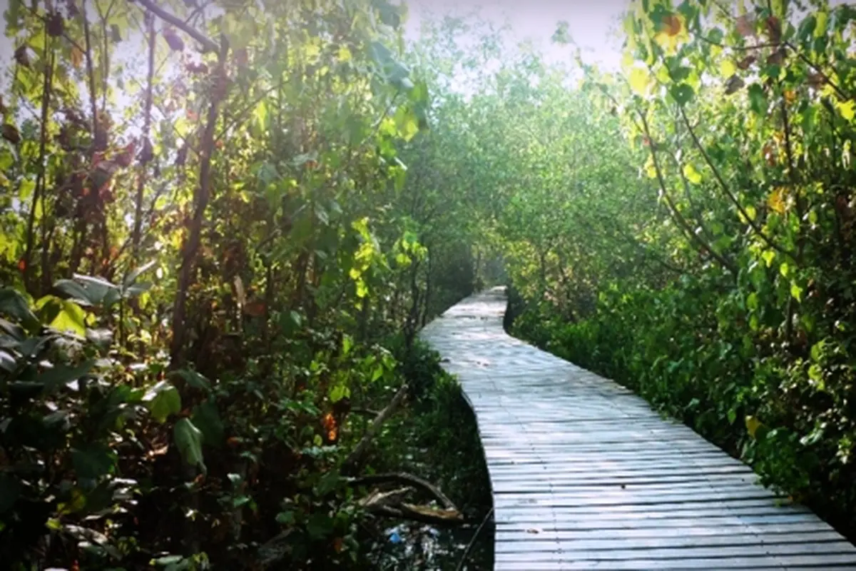Hutan Mangrove Wonorejo