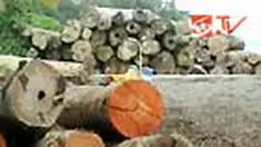 Ribuan batang kayu hasil penebangan liar atau ilegal logging di Seram bagian timur, Maluku, diselamatkan sebelum digondol dan dijual penebangnya. 