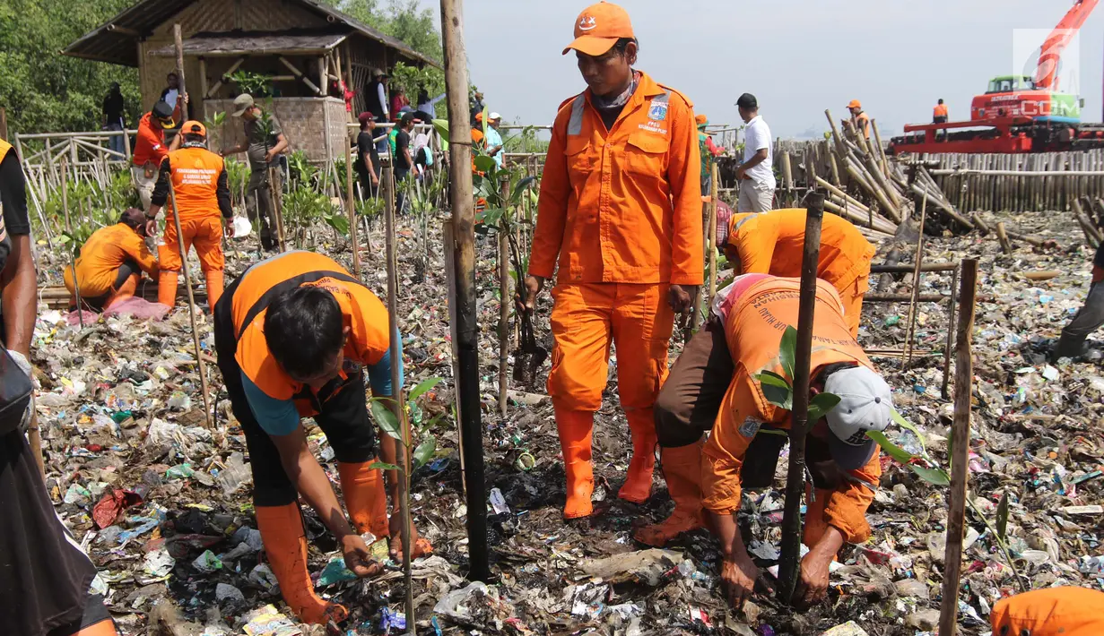 Petugas Prasarana dan Sarana Umum (PPSU) menanam bibit pohon mangrove di atas tumpukan sampah di kawasan hutan mangrove Ecomarine, Jakarta Utara, Minggu (18/3). Sebanyak 350 bibit mangrove ditanam di kawasan tersebut. (Liputan6.com/Arya Manggala)
