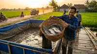 Cara Budidaya Ikan Lele di Kolam Terpal untuk Pemula agar Panen Melimpah