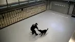 Petugas kepolisian MTA Keith Flood melatih mitranya anjing ras Jerman bernama Doc di sebuah gudang di Kepolisian MTA Canine Training Center, Stormville, New York, (6/6/2016). (REUTERS/Mike Segar)