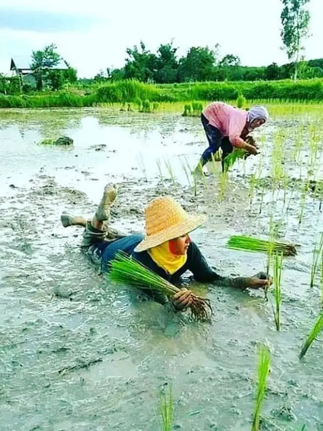7 Potret Absurd Aksi Petani saat Garap Sawah Ini Bikin Tepuk Jidat