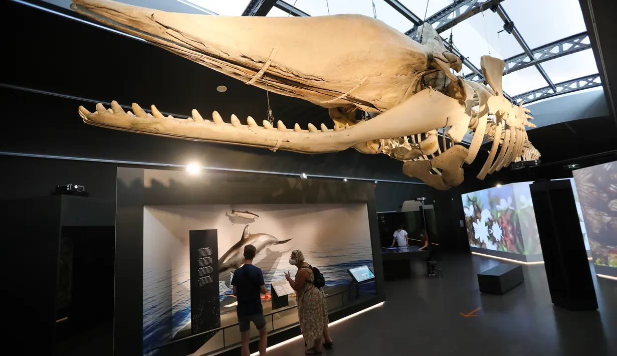 Orang-orang mengamati koleksi benda pameran di Museum Institut Ilmu Pengetahuan Alam Kerajaan Belgia di Brussel, Belgia (15/9/2020). Museum ini membuka rute satu arah baru untuk menawarkan kepada publik cara yang aman untuk berkunjung di tengah pandemi COVID-19. (Xinhua/Zheng Huansong)