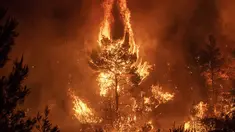 Kobaran Api saat melahap pepohan hutan di dekat desa Makrimalli di pulau Evia, timur laut Athena, Yunani (13/8/2019). Ratusan penduduk desa diungsikan pada 13 Agustus akibat kebakaran hutan yang terjadi. (AFP Photo/Angelos Tzortzinis)