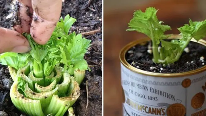 copyright by thekitchn.com