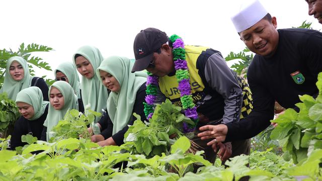 Turdes Hari Ketiga, Gubernur Kalsel Panen Sayuran Segar Bersama Warga Desa Gunung Besar