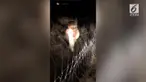 Seorang Wanita merekam kejadian unik. Seekor anjing menunggangi kuda poni bermata satu.
