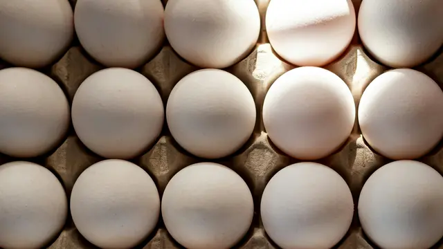 Sumber Protein yang Padat