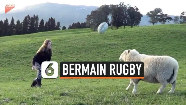 Seekor domba yang cukup terlatih memperlihatkan kemampuannya dalam menyundul bola rugby.  Domba ini bernama Bruce.