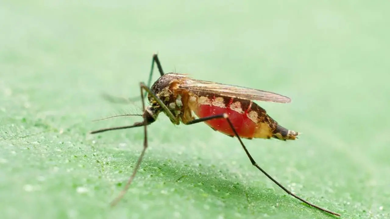 Malaria