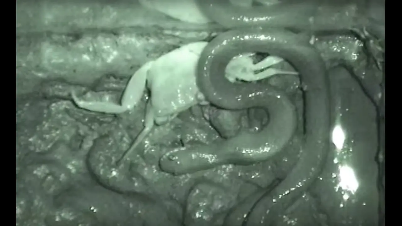 video sains