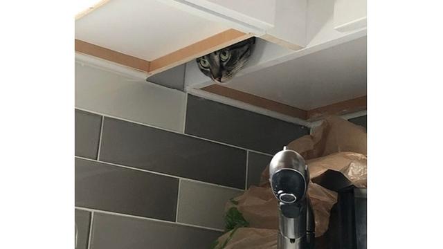 Tak Disangka 7 Potret Tingkah Laku Hewan Ini Seperti dalam Film