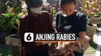 anjing thumbnail