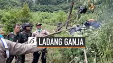 Badan Narkotika Nasional (BNN) beserta Sat Brimob Polda Aceh, Polda Aceh, dan Kodim 0101/BS, Polres Aceh Besar melakukan pemusnahan ladang ganja di lereng Gunung Seulawah. Tepatnya Desa Pulo, Kecamatan Seulimeum, Kabupaten Aceh Besar, Provinsi Aceh.