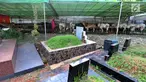 Pedagang memberikan makan pada hewan kurban yang dijajakannya di TPU Tanah Kusir, Jakarta, Senin (21/8). Pedagang hewan kurban memanfaatkan lahan di areal makam untuk menjual sapi menjelang Hari Raya Idul Adha. (Liputan6.com/Johan Tallo)