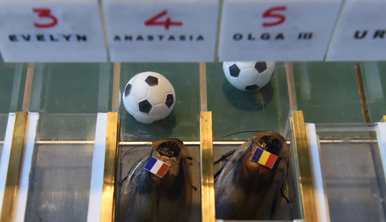 Kecoa yang ditempeli bendera Prancis dan Rumania saat meramal laga Euro 2016 di Berlin, Jerman (10/6). Cara memprediksinya yaitu dengan balapan kecoak yang kemenangannya ditentukan dengan siapa lebih dulu membawa bola ke gawang. (Christof Stache / AFP)
