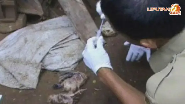 Unggas mati diduga flu burung