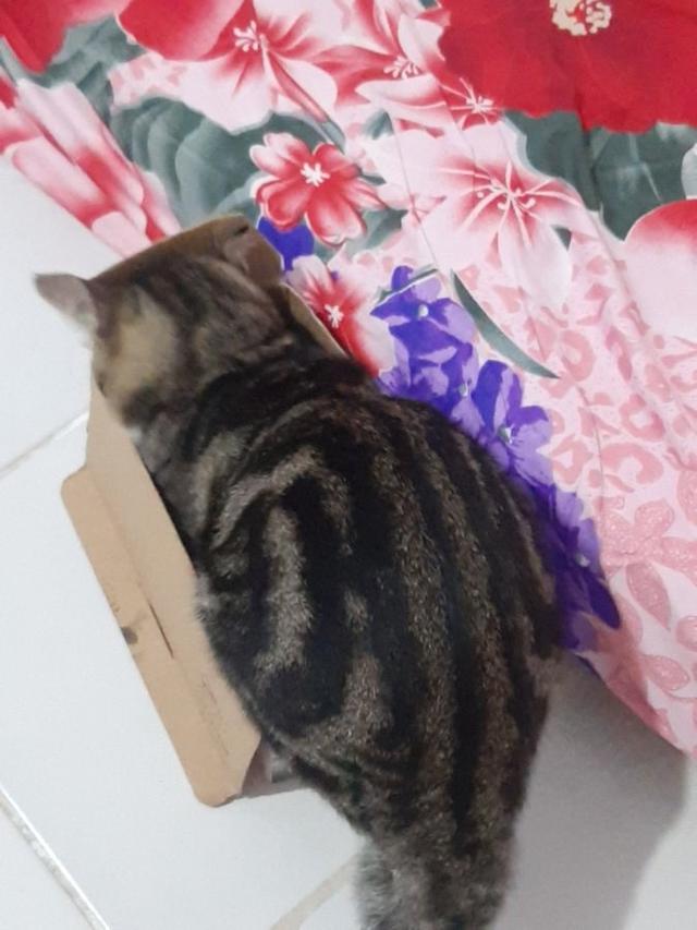 10 Potret Kucing Memaksa Masuk Kardus Ini Bikin Gemas, Enggak Sadar Ukuran