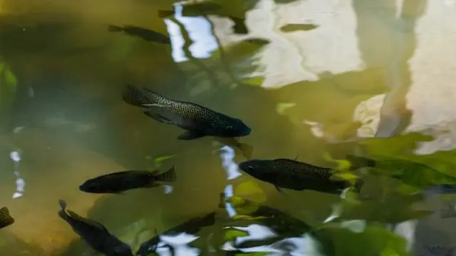 Ilustrasi Budidaya Ikan Nila/ Photo by imsogabriel stock on Unsplash