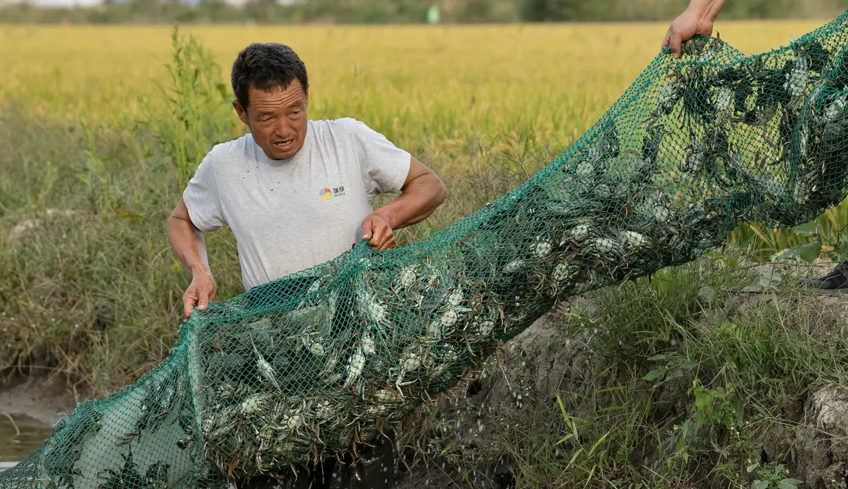 Seorang penduduk desa memanen kepiting di sawah di Desa Lingtou, Zona Pengembangan Ekonomi Lutai di Kota Tangshan, Provinsi Hebei, China utara (22/9/2020). (Xinhua/Mu Yu)