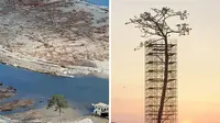 Satu-satunya Pohon yang Mampu hidup padahal Sudah terkena tsunami di antara Puluhan Pohon lainnya
