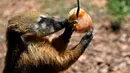 Coati menjilati es untuk mendinginkan diri selama gelombang panas di kebun binatang "Bioparco" di Roma, Italia (25/7). (AFP Photo/Tiziana Fabi)