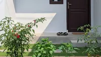 4 Tips Menanam Sayuran di Depan Kamar Kos, Pengalaman Pemula Lahan Sempit