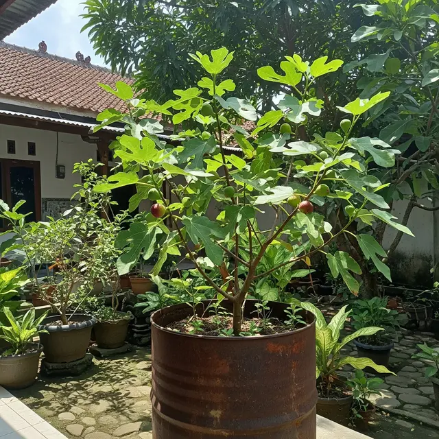 13 Tanaman Buah dalam Tong Bekas yang Berbuah Lebat Bisa Jadi Sumber Penghasilan Tambahan