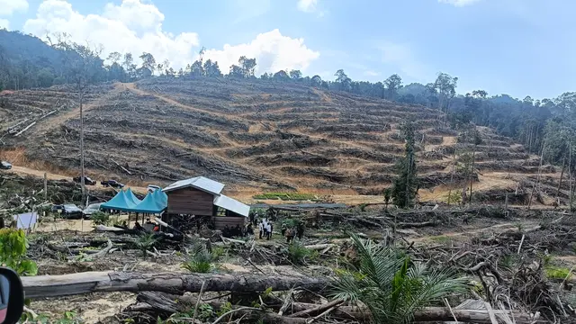 Potret perambahan hutan di Provinsi Riau untuk dirubah menjadi perkebunan sawit.