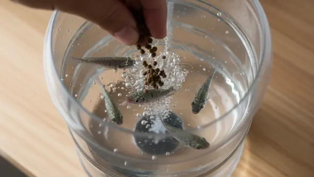 Cara Ternak Ikan Mujair di Galon. AI