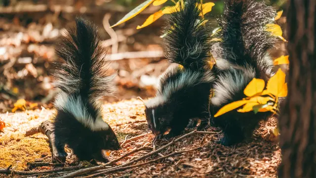 Skunk