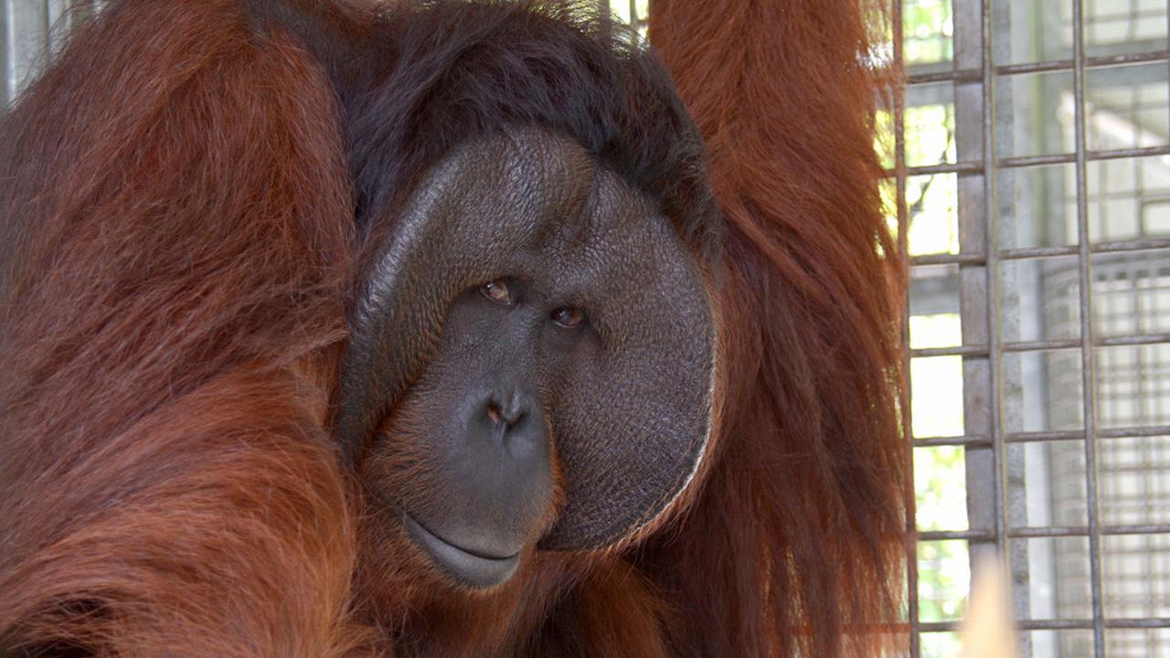 Pelepasliaran orangutan