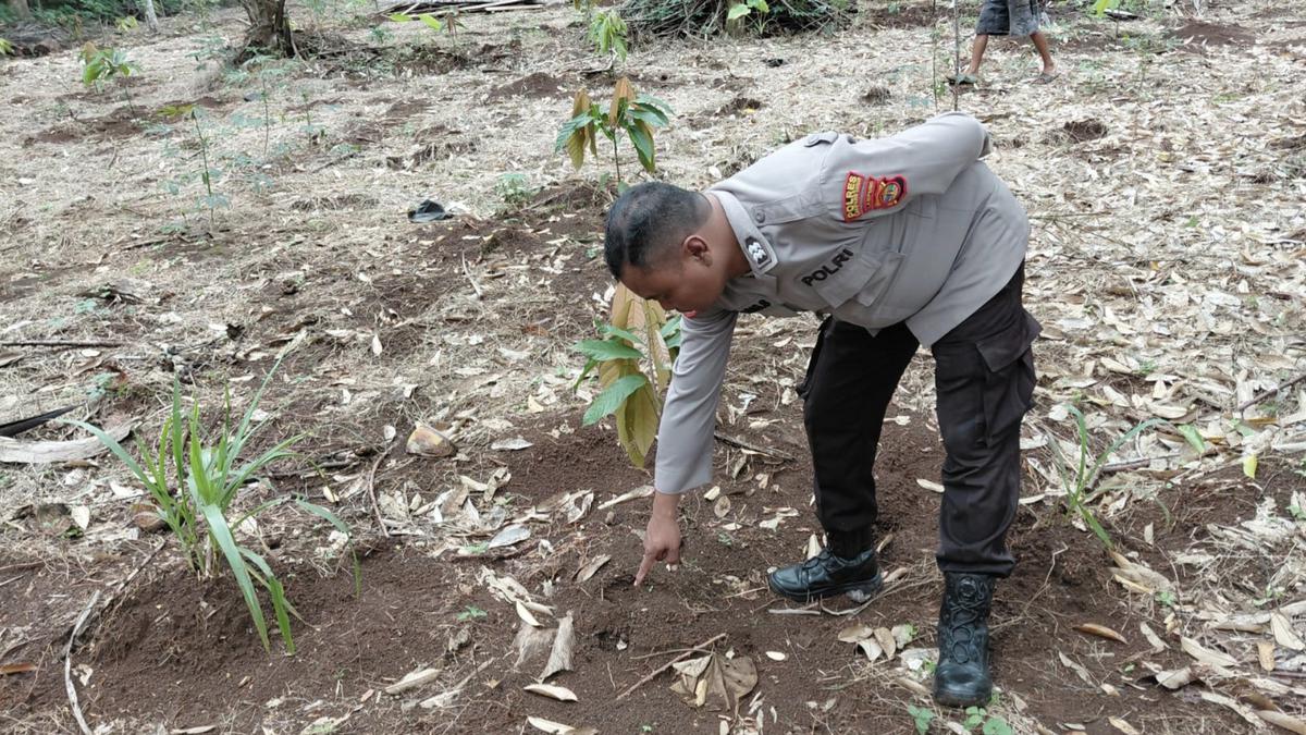 Viral Warga Lampung Timur Temukan Jejak Diduga Harimau Sumatera, Ini Penjelasan BKSDA