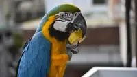 Burung macaw (sejenis beo) diberi umpan di balkon sebuah gedung apartemen di Caracas pada 18 November 2018. Setiap sore, puluhan macaw liar berwarna-warni berduyun-duyun ke balkon dan teras tempat warga menaruh makanan untuk mereka. (YURI CORTEZ/AFP)