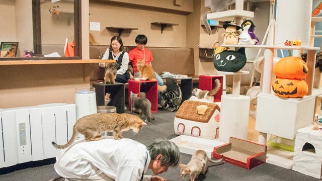 Di Bawah Laut Hingga Diatas Langit, Inilah 6 Restoran Unik Di Dunia