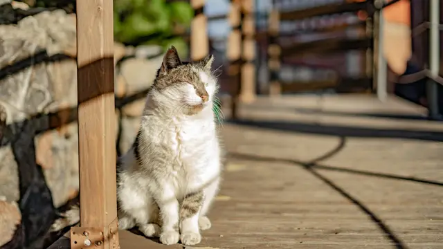 Apa itu Solar Dermatitis?