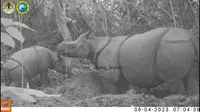 Kehidupan Badak Cula Satu di habitat aslinya. (Balai Taman Nasional Ujung Kulon).