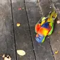 Potret lorikeet yang ditemukan oleh seorang warganet pada 1 Mei 2020. Burung yang terserang LPS ini terkapar kaku lebih dari 1,5 jam. (Dok. Off The Chain K9 Rescue Qld via Facebook)