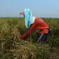 Petani memotong padi jenis Jarong (unggulan) ke dalam karung di Kawasan Bekasi-Jakarta, Selasa (2/7/2019). Hasil panen padi kali ini para petani kurang memuaskan akibat cuaca yang tidak menentu dan serangan hama. (merdeka.com/Imam Buhori)
