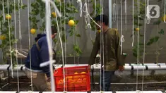 Petani kota membawa buah Melon Golden saat panen di kawasan  pemukiman  pemulung, Jakarta, Jumat (18/11/2022). Penanaman buah melon dengan sistem hidroponik  mampu memanen  buah melon sebanyak 160 buah dengan masing-masing berat per buahnya antara 1 hingga 1,5 kilogram di lahan urban farming sempit. (merdeka.com/Imam Buhori)