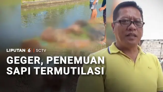 Enam Potongan Tubuh Sapi Ditemukan Berserakan di Pinggir Sungai