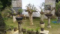 aneka bonsai karya Afifudin
