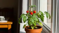 Mau Panen Sayur di Dalam Rumah? Ini 10 Pilihan Tanaman Paling Mudah Dicoba