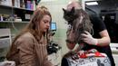 Dokter dan relawan merawat kucing yang tiba dari Ukraina di Przemysl, Polandia, Selasa (8/3/2022). Begitu tiba di Polandia, hewan-hewan itu akan dikarantina karena banyak yang perlu divaksinasi, didaftarkan, dan beberapa dirawat karena luka dan dehidrasi. (AP Photo/Czarek Sokolowski)