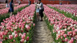 Pengunjung memetik bunga tulip yang ditanam oleh Edwin Koeman dan Nitsuje Wolanios di taman bunga tulip pertama di Cornaredo, Milan, Senin (23/4). Pengunjung boleh membawa pulang bunga ini dengan hanya mengganti 1,5 euro untuk dua tangkai. (AP/Luca Bruno)